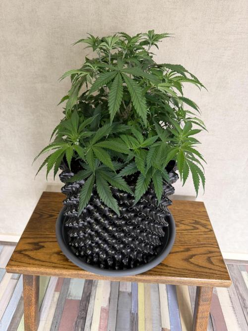 Zamnesia Landrace Pack - Panama Red. Week 6