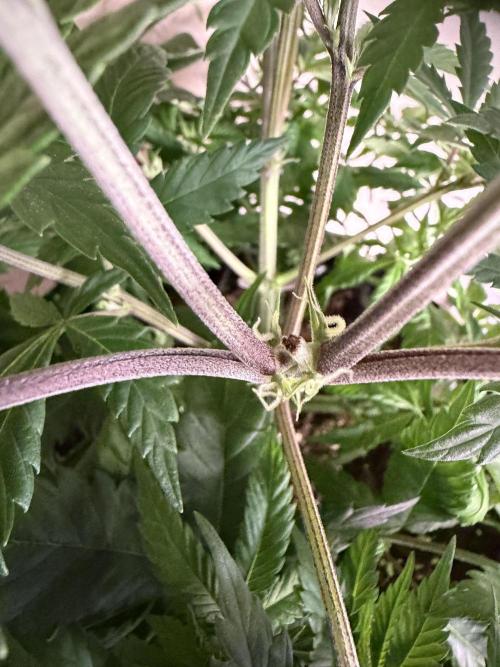 Zamnesia Landrace Pack - Panama Red. Week 6