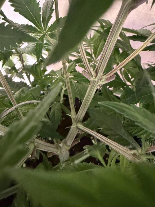 Zamnesia Landrace Pack - Panama Red. Week 6