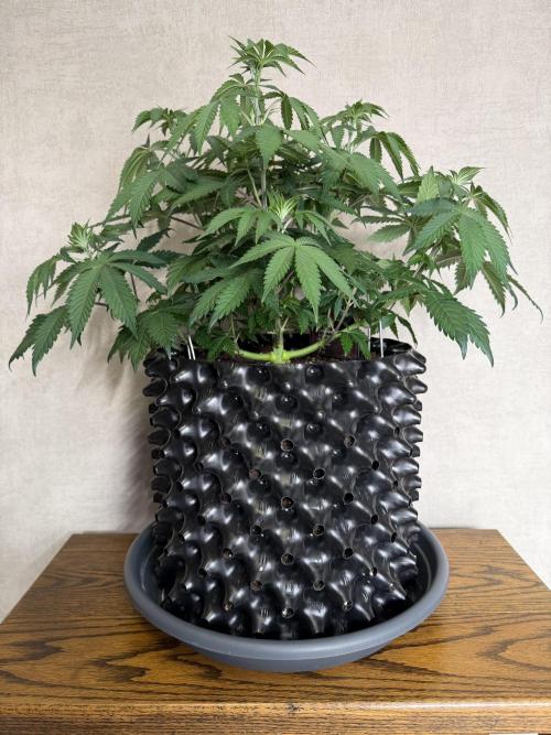 Zamnesia Landrace Pack - Colombian Gold. Week 6