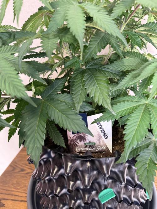 Zamnesia Landrace Pack - Colombian Gold. Week 6