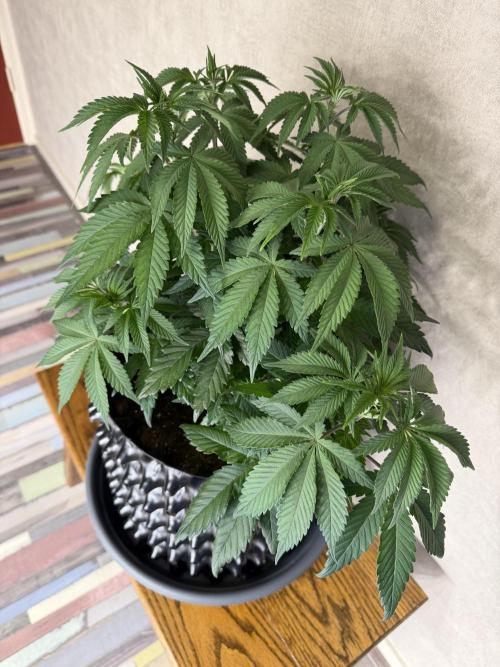 Zamnesia Landrace Pack - Colombian Gold. Week 6