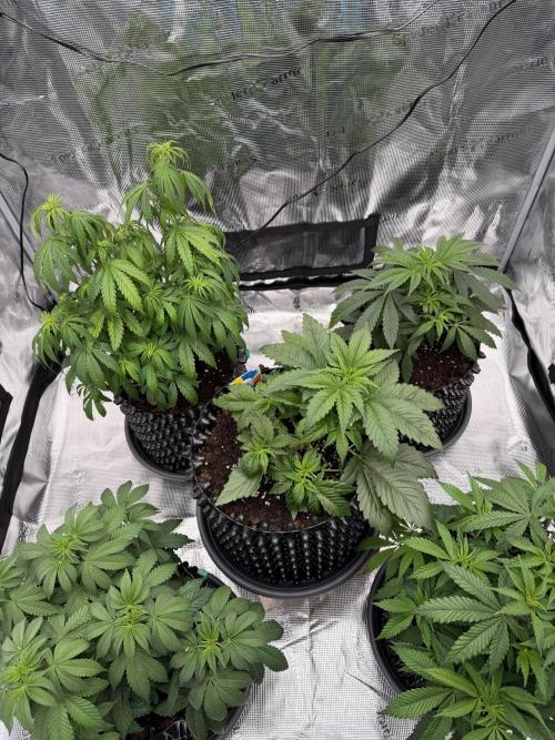 World of Seeds - Burger Kush EV. Week 3