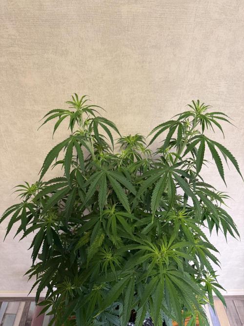 Zamnesia Landrace Pack - Afghani indoor. Week 7
