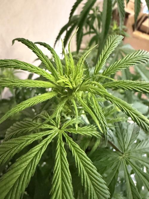 Zamnesia Landrace Pack - Afghani indoor. Week 7