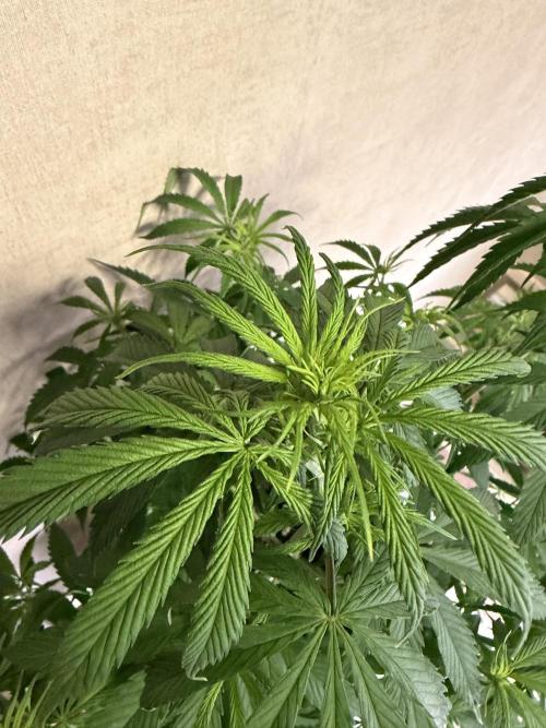 Zamnesia Landrace Pack - Afghani indoor. Week 7