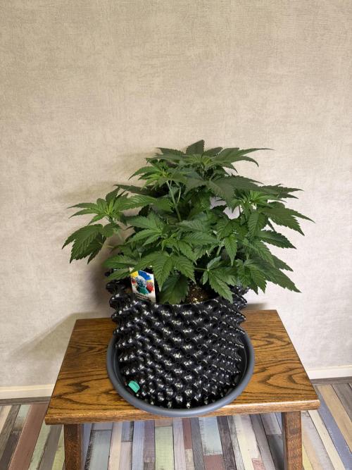 World of Seeds - Burger Kush EV. Week 4