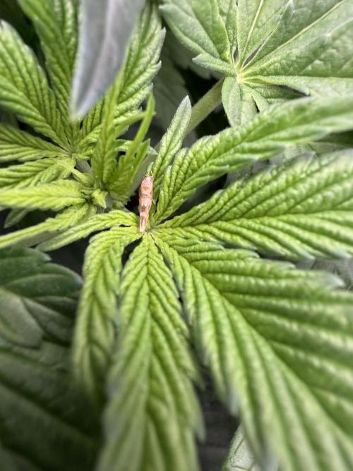 World of Seeds - Burger Kush EV. Week 4