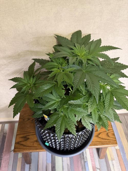 World of Seeds - Burger Kush EV. Week 4