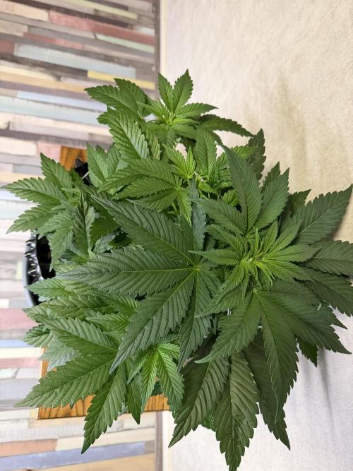 World of Seeds - Burger Kush EV. Week 4