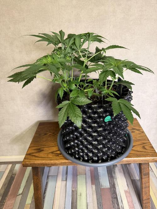 World of Seeds - Burger Kush EV. Week 4