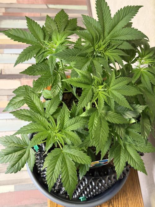 World of Seeds - Burger Kush EV. Week 4