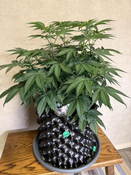 Zamnesia Landrace Pack - Colombian Gold. Week 7