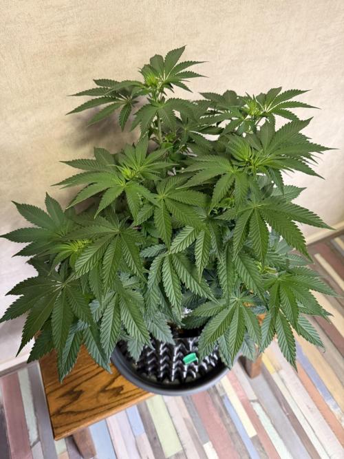 Zamnesia Landrace Pack - Colombian Gold. Week 7