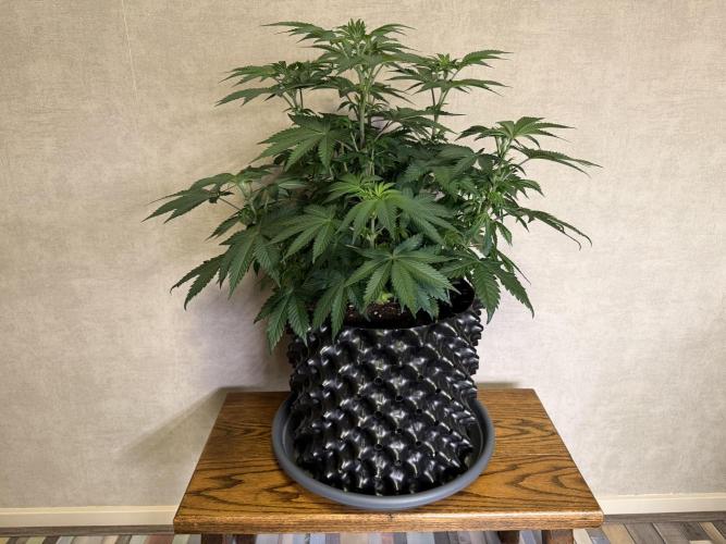 Zamnesia Landrace Pack - Colombian Gold. Week 7