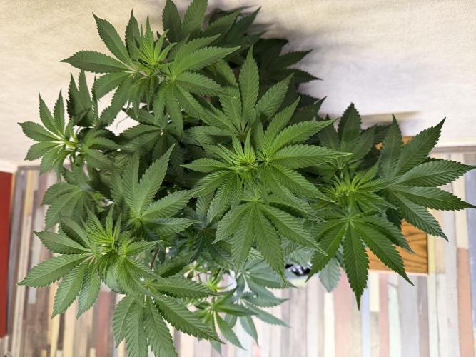 Zamnesia Landrace Pack - Colombian Gold. Week 7