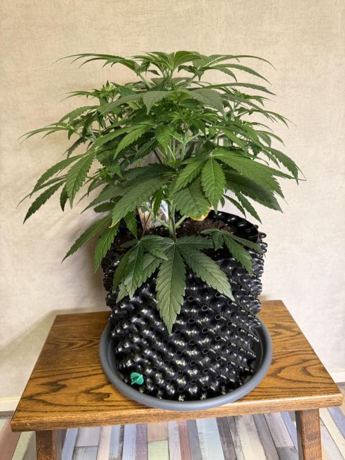 Zamnesia Landrace Pack - Lamb's Bread. Week 6