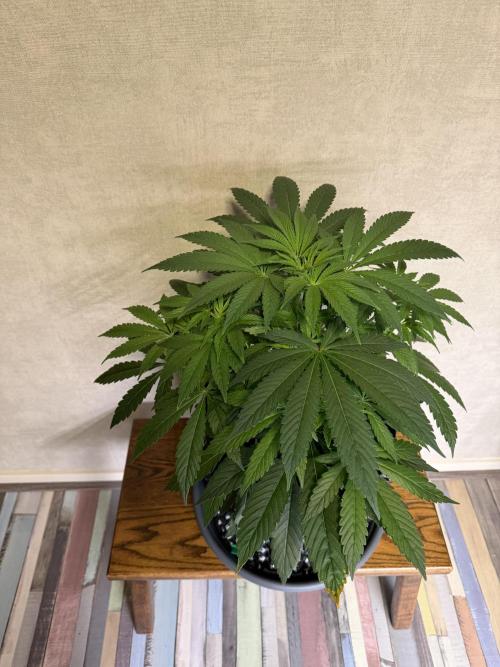 Zamnesia Landrace Pack - Lamb's Bread. Week 6