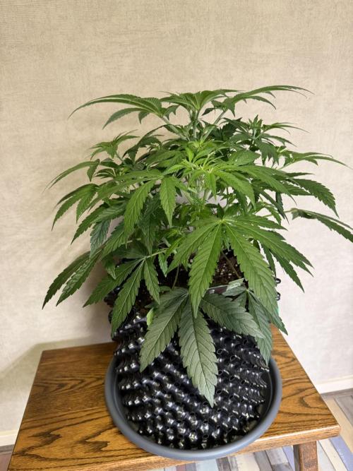 Zamnesia Landrace Pack - Lamb's Bread. Week 6