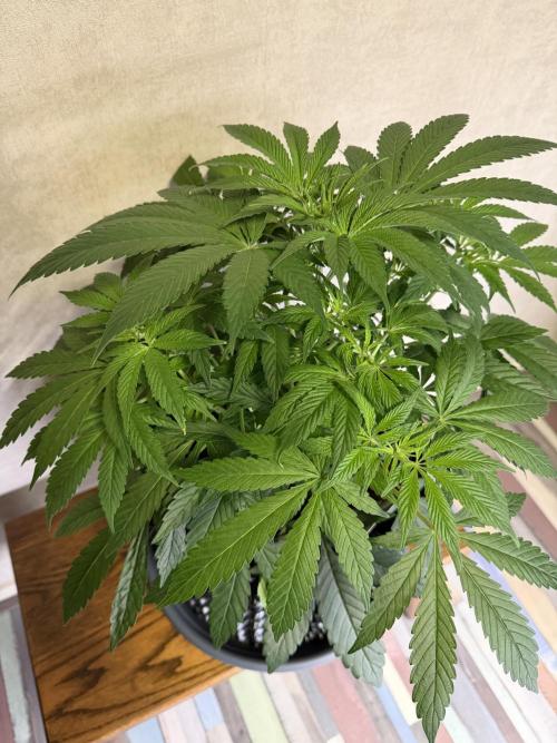 Zamnesia Landrace Pack - Lamb's Bread. Week 6