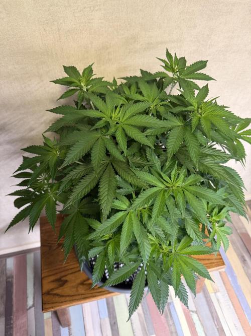 Zamnesia Landrace Pack - Panama Red. Week 7