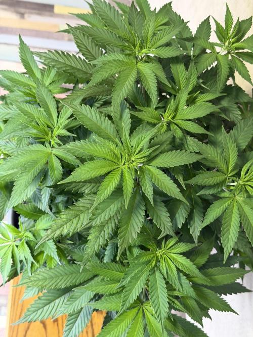 Zamnesia Landrace Pack - Panama Red. Week 7