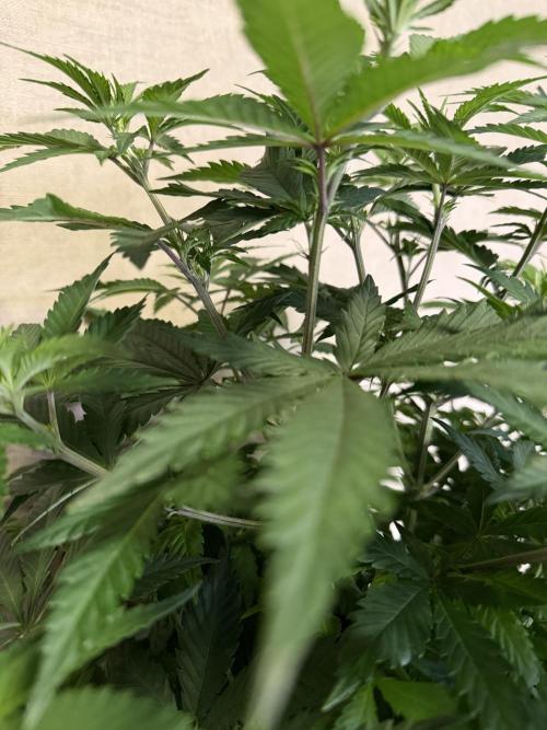 Zamnesia Landrace Pack - Panama Red. Week 7