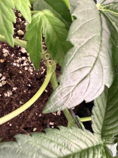 World of Seeds - Burger Kush EV. Week 4