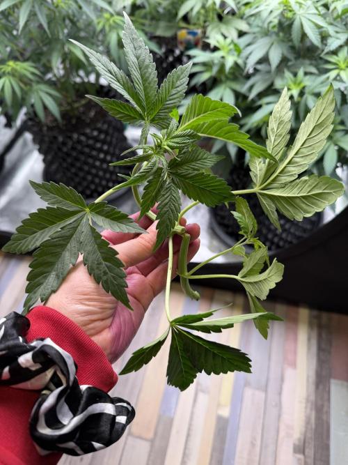 World of Seeds - Burger Kush EV. Week 4