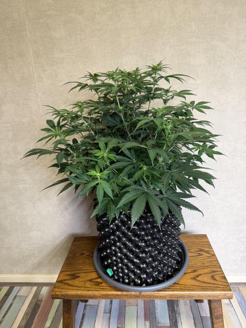 Zamnesia Landrace Pack - Panama Red. Week 8