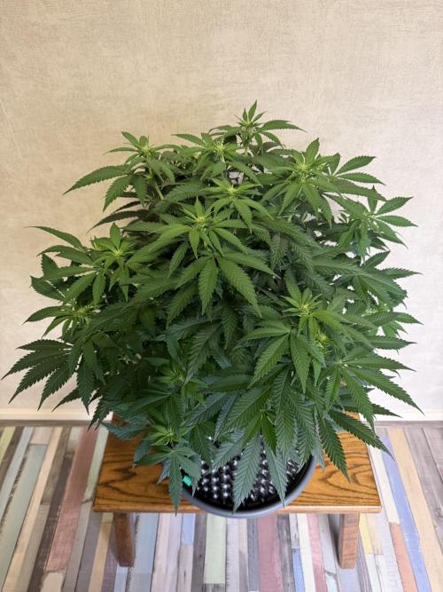 Zamnesia Landrace Pack - Panama Red. Week 8