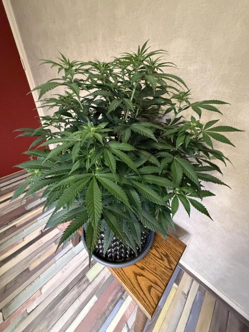 Zamnesia Landrace Pack - Panama Red. Week 8