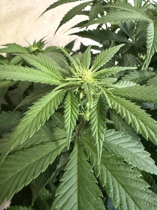 Zamnesia Landrace Pack - Panama Red. Week 8