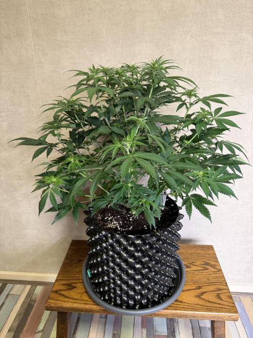 Zamnesia Landrace Pack - Panama Red. Week 8