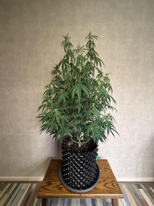 Zamnesia Landrace Pack - Afghani indoor. Week 8