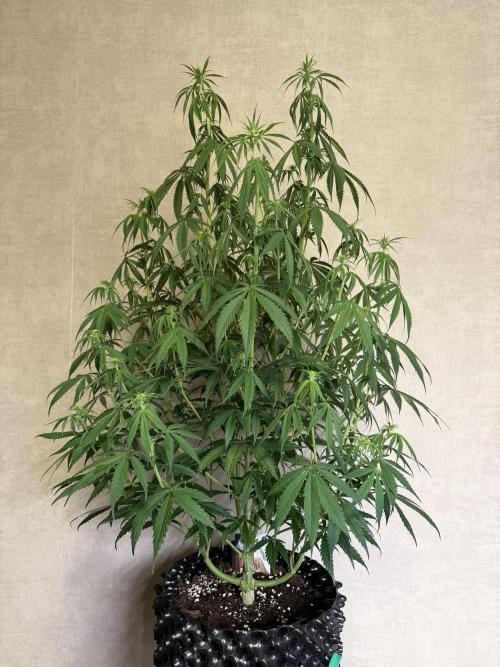 Zamnesia Landrace Pack - Afghani indoor. Week 8