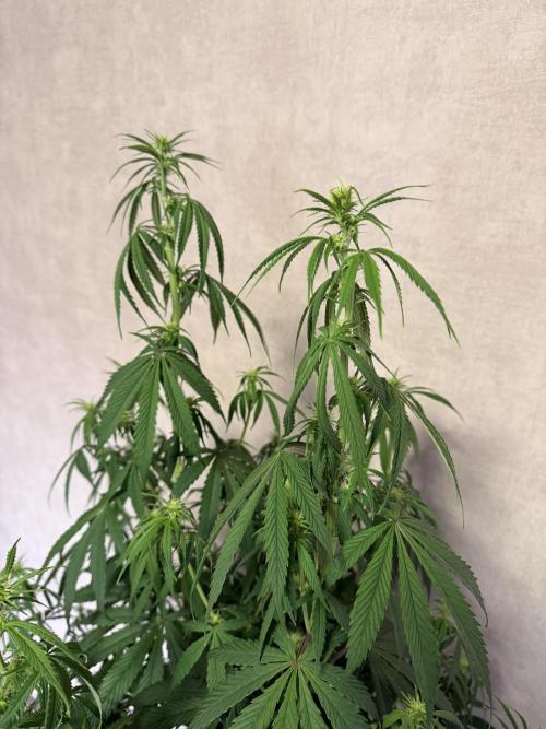 Zamnesia Landrace Pack - Afghani indoor. Week 8