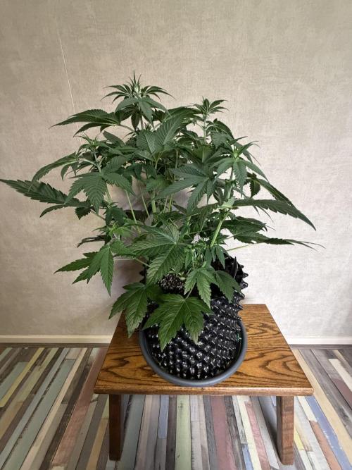 World of Seeds - Burger Kush EV. Week 5