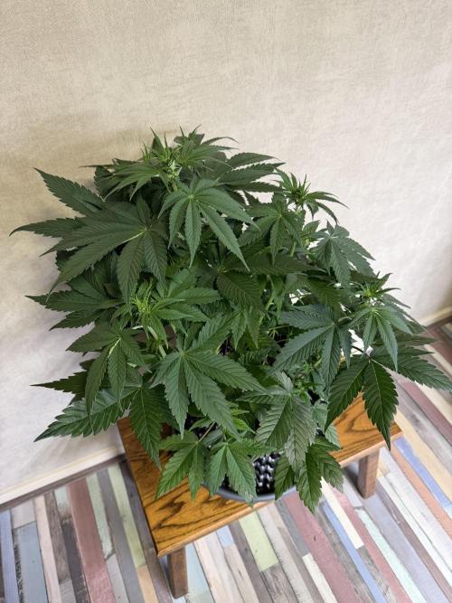 World of Seeds - Burger Kush EV. Week 5