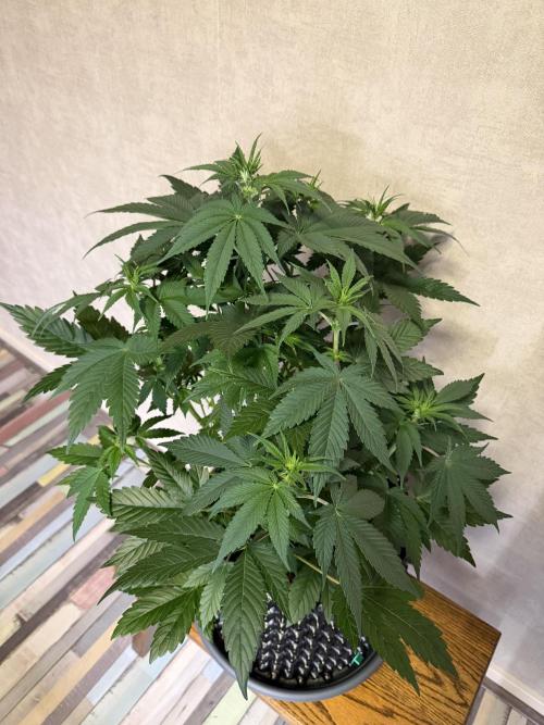 World of Seeds - Burger Kush EV. Week 5