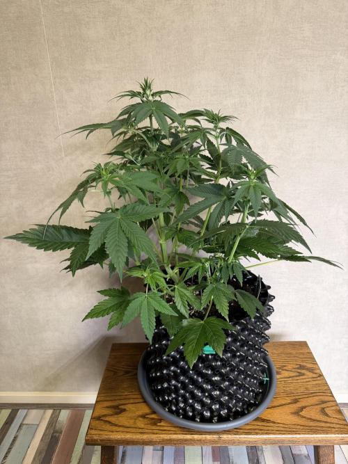 World of Seeds - Burger Kush EV. Week 5