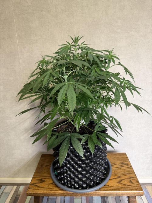 Zamnesia Landrace Pack - Lamb's Bread. Week 7