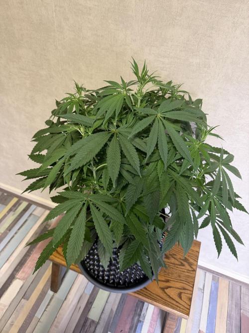 Zamnesia Landrace Pack - Lamb's Bread. Week 7