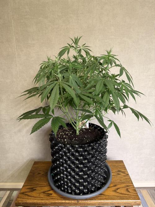 Zamnesia Landrace Pack - Lamb's Bread. Week 7