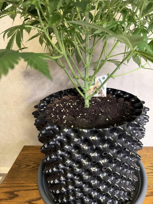 Zamnesia Landrace Pack - Lamb's Bread. Week 7