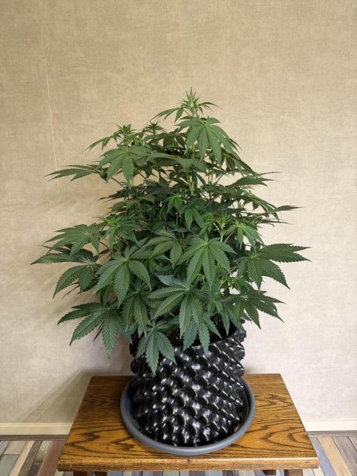 Zamnesia Landrace Pack - Colombian Gold. Week 8