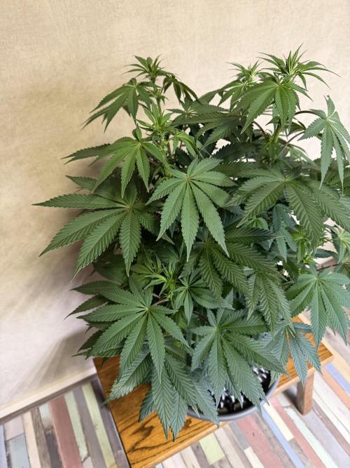 Zamnesia Landrace Pack - Colombian Gold. Week 8