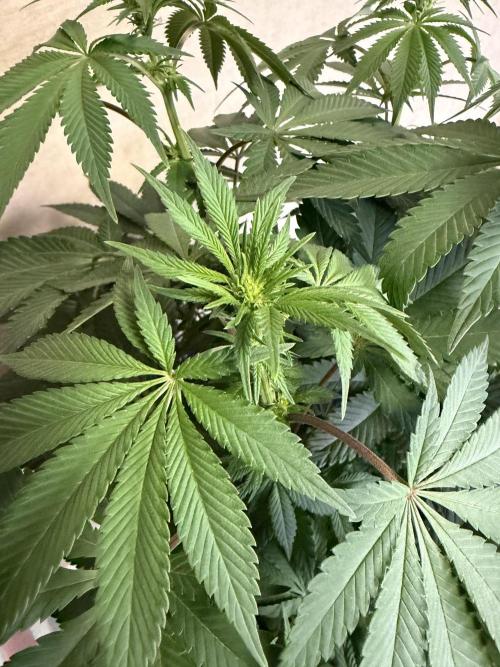 Zamnesia Landrace Pack - Colombian Gold. Week 8