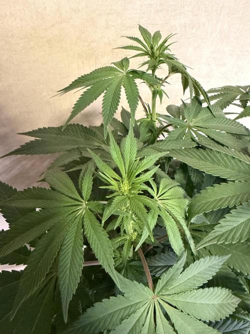 Zamnesia Landrace Pack - Colombian Gold. Week 8