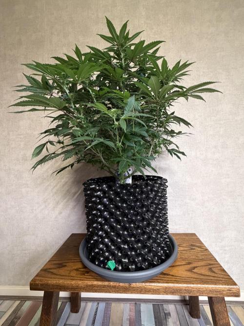 Zamnesia Landrace Pack - Panama Red. Week 9